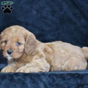 Coby, Cavapoo Puppy